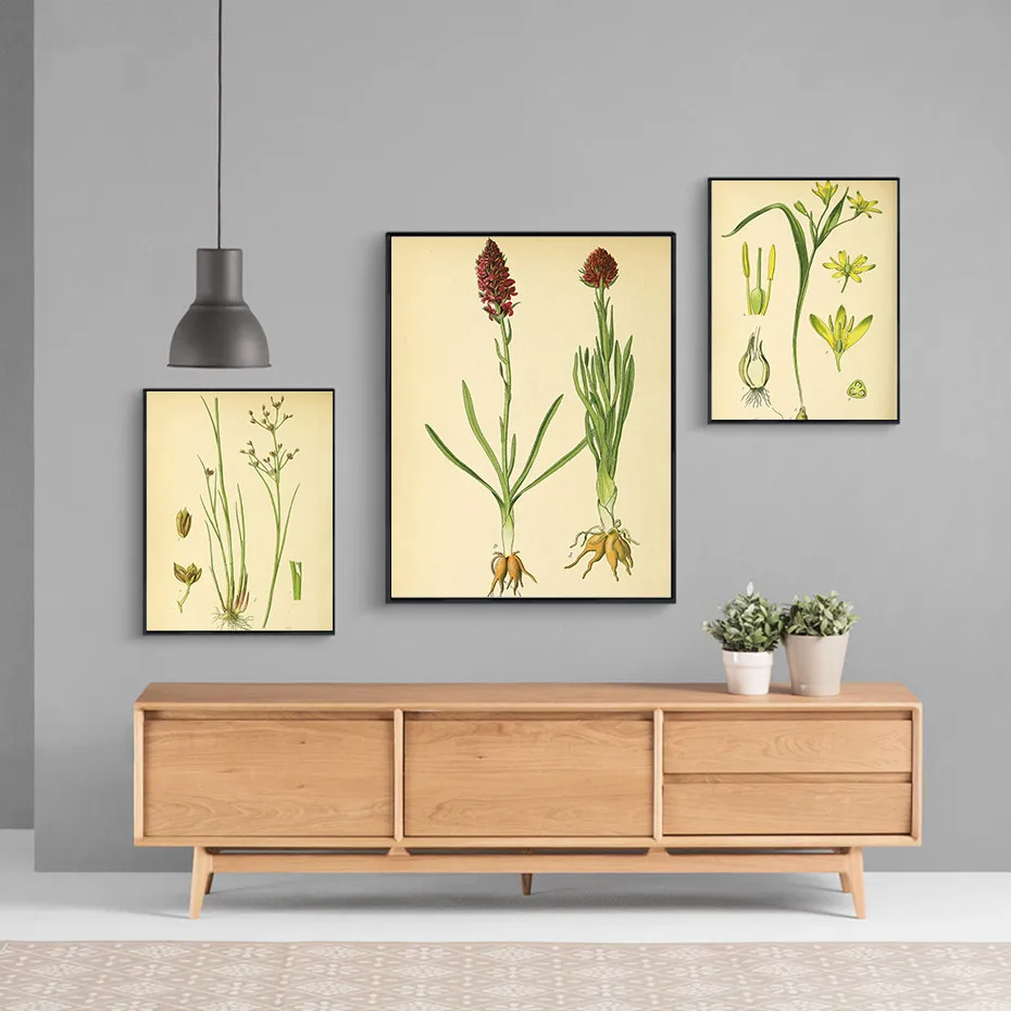 Modern-wall-art-picture-canvas-poster-and-print-Vintage-Botanical-illustrations-floral-murals-living-room-decor (2)