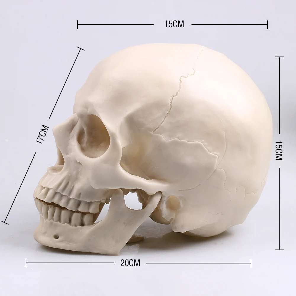 

Crafts Arts Crafts Painting Skull Albuginea White Embryo Resin Model Medical Realistic Lifesize 1:1 Art Teaching Human Skull