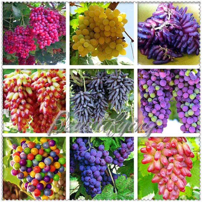 Hot sales! 500 pcs Grapes Bonsai mini grape tree bonsai fruit black