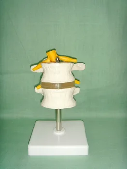 

1:1 Natural Size PVC Two Section Lumbar Spine Skeleton Model with Stand Humans Skeleton Model Medical Science Teaching Resources