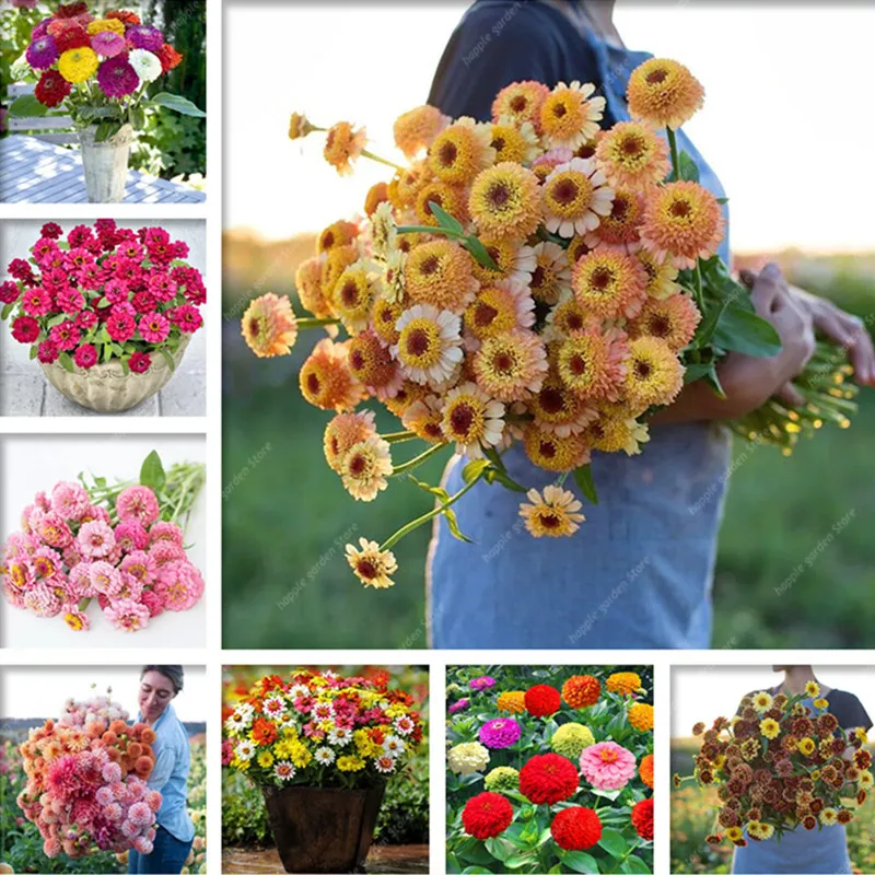 

100% Genuine Mixed Zinnia Bonsai Pretty Pastel Colors Perennial Bonsai For Home Garden Charming Chinese Flowers Plant 100 Pcs