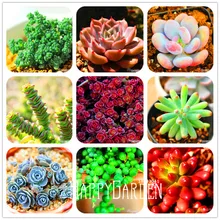 Большая Акция! 99 Редкие 9 видов суккулентов сад литопс Флорес псевдобрункателла бонсай для офиса растения Цветочные плантации 100 шт./лот