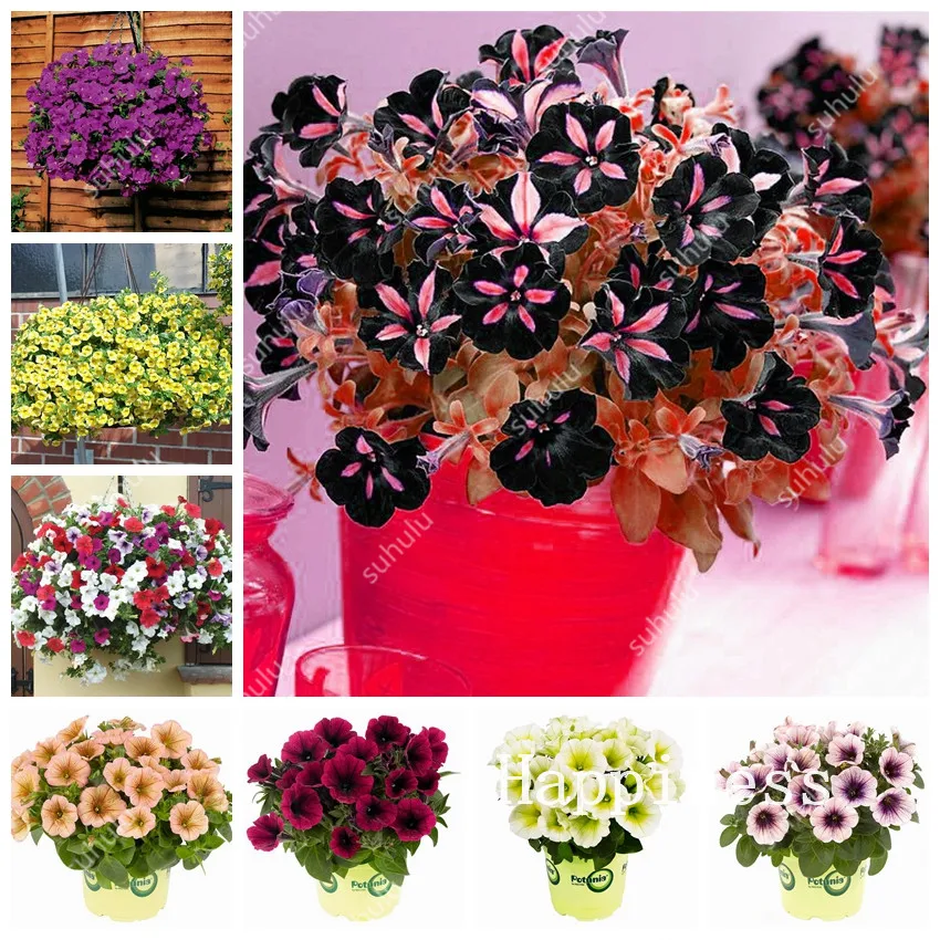 Wholesale! 100 Pcs Rare Color Hanging Star Petunia Flower Bonsai Garden Patio Potted Plant Morning Glory Flowers Ornamental Bons
Wholesale! 100 Pcs Rare Color Hanging Star Petunia Flower Bonsai Garden Patio Potted Plant Morning Glory Flowers Ornamental Bons