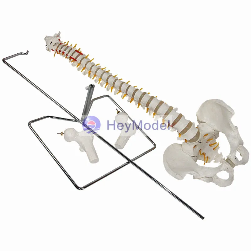 HeyModel Human spine model Spine attached pelvis model Orthopedic orthopedic implant Human spine disc