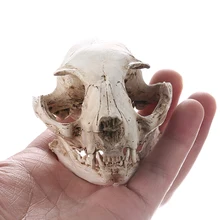 Реалистичный череп кошки, Смолы Скелет головы весы модельные украшения, 6,5x6,5x9 см