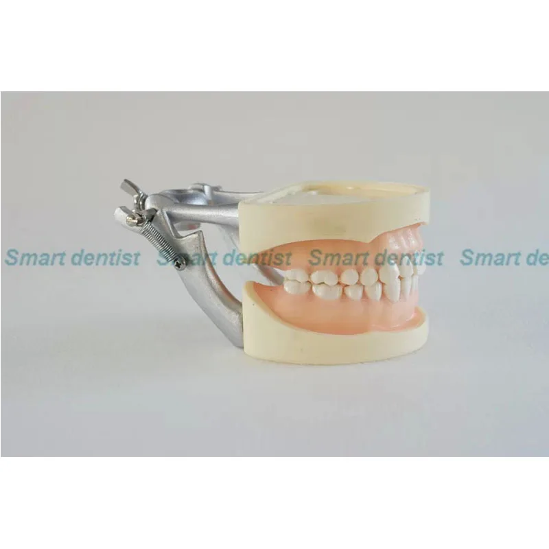 

Dental Soft Gum Practice Teeth Model for Students with Removable Teeth DEASIN