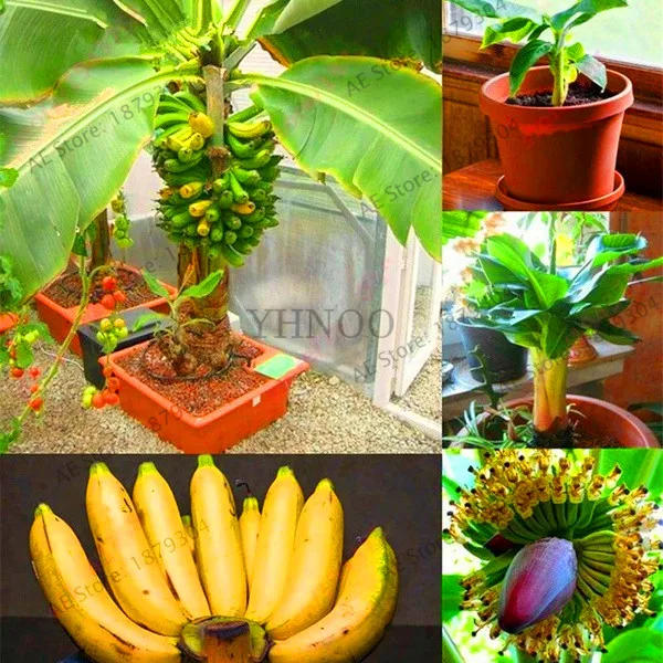 Свежий 200 шт Банан бонсай, карликовые плоды деревьев, вкус молока, открытый многолетний фруктовый Флорес для садовых растений,# JM5BPI