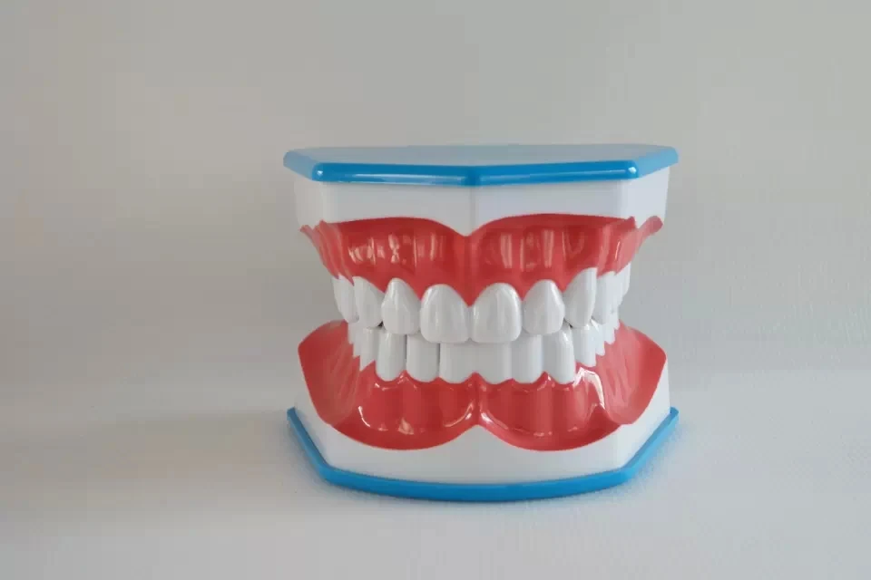 

NEW Plastic 3 Times Enlarged of Teeth Brushing Model for Teeth Brush Practice