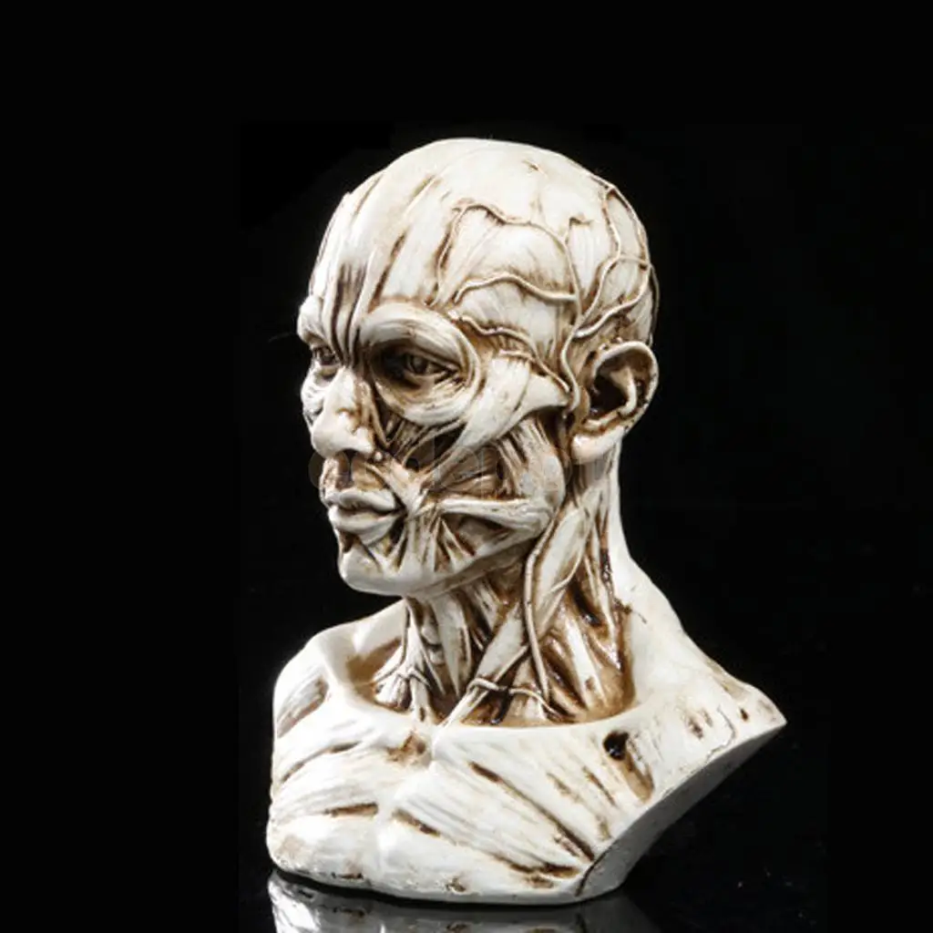 " человеческая модель череп для изучения анатомии голова мышечная кость художника рисунок античный белый/желтый