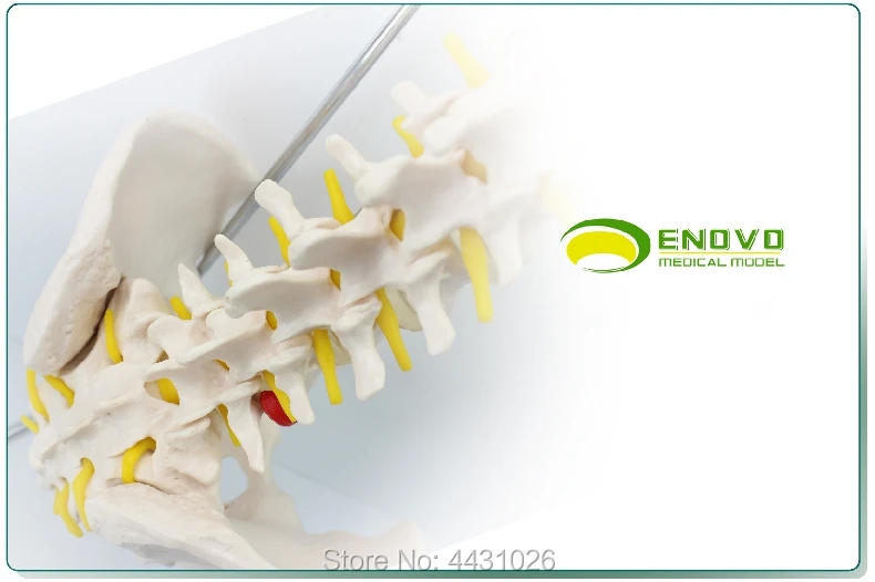 ENOVO Европейская версия позвоночника человека Модель 1:1
