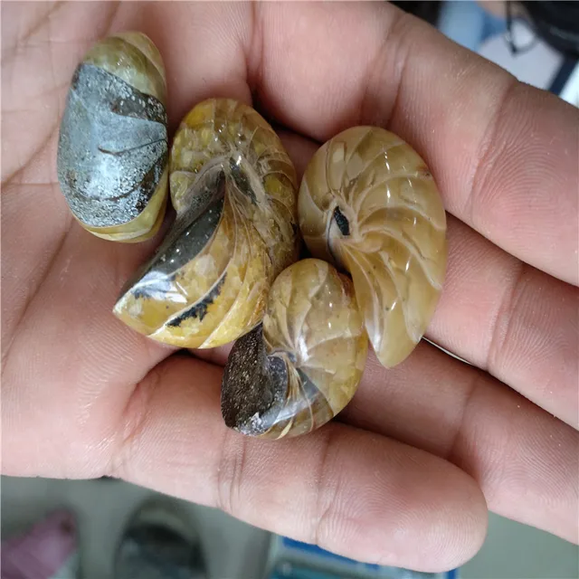 Cheap 4pcs small Natural whole ammonite fossil conch crystal specimen healing 