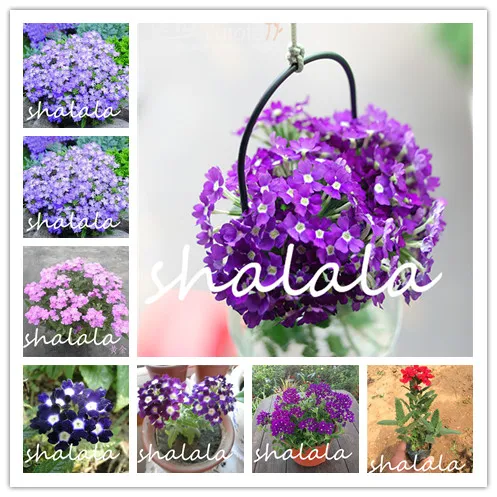 100 шт смешанных цветов verbena Hybrida бонсай многолетний открытый цветок для домашнего сада декоративные растения легко выращивать