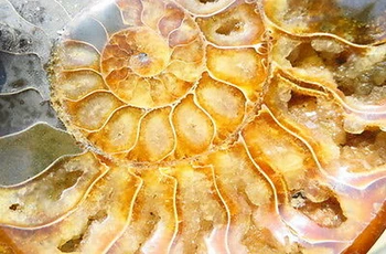 

733g PRETTY Ammonite Shell Fossil Carving Ashtray Healing