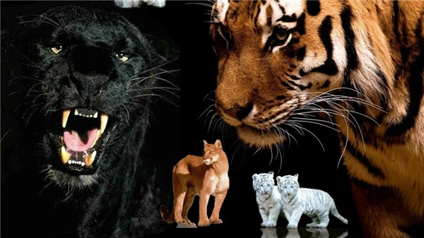 Diamond Embroidery needlework diy painting Cross Stitch Kit animal tiger full square diamond mosaic Room Decor z1147 | Дом и сад