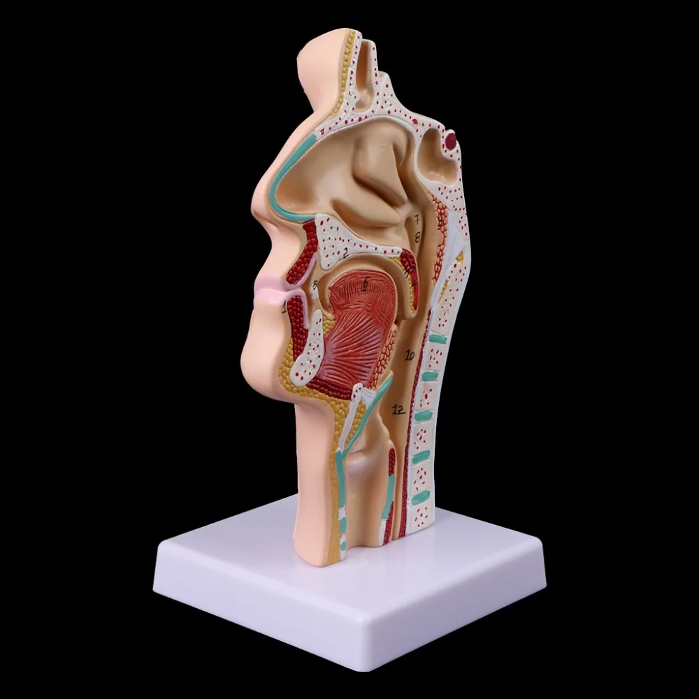 Человеческая анатомическая носовая полость горло анатомический медицинский модель обучающий инструмент