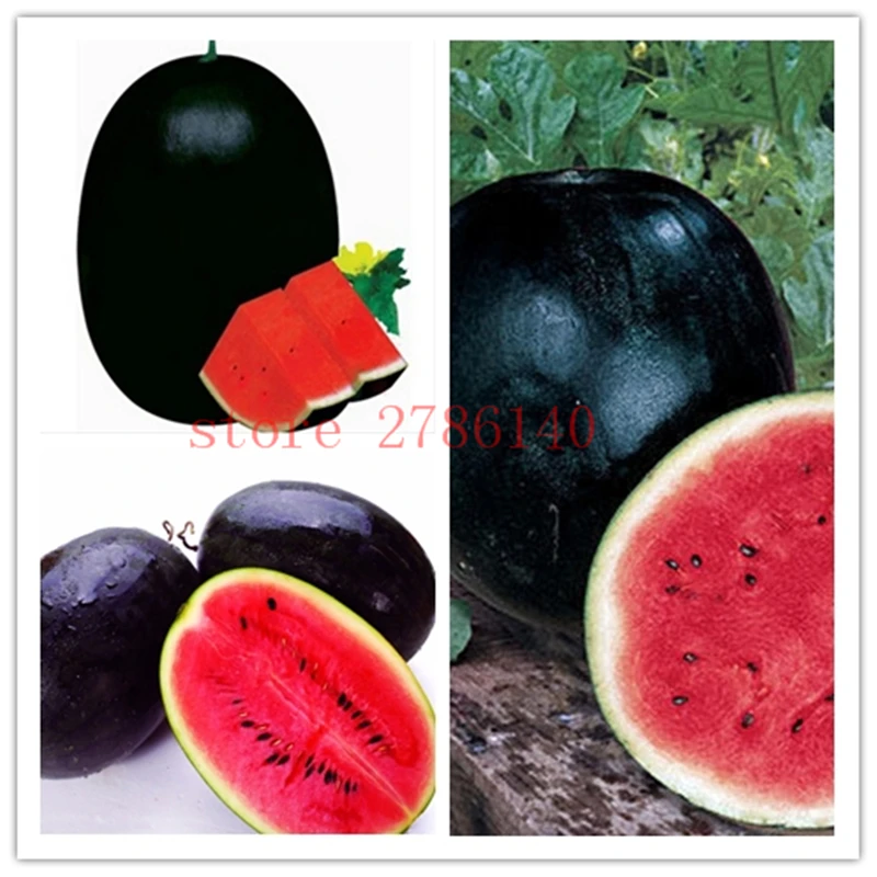 

wantermelon bonsai ,black fruit bonsai for home garden 30 pcs