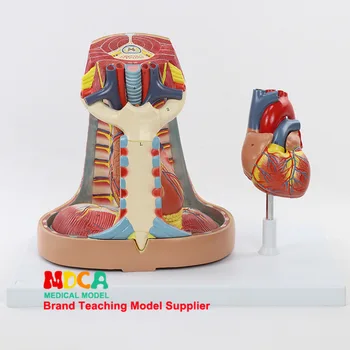 

Human Mediastinal model pleura Respiratory system thymus Respiratory diaphragm Heart model Medical teaching equipment Anatomical