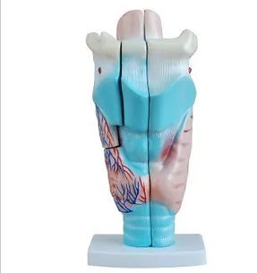 

New Amplification Throat Anatomy Model Human Anatomy Model