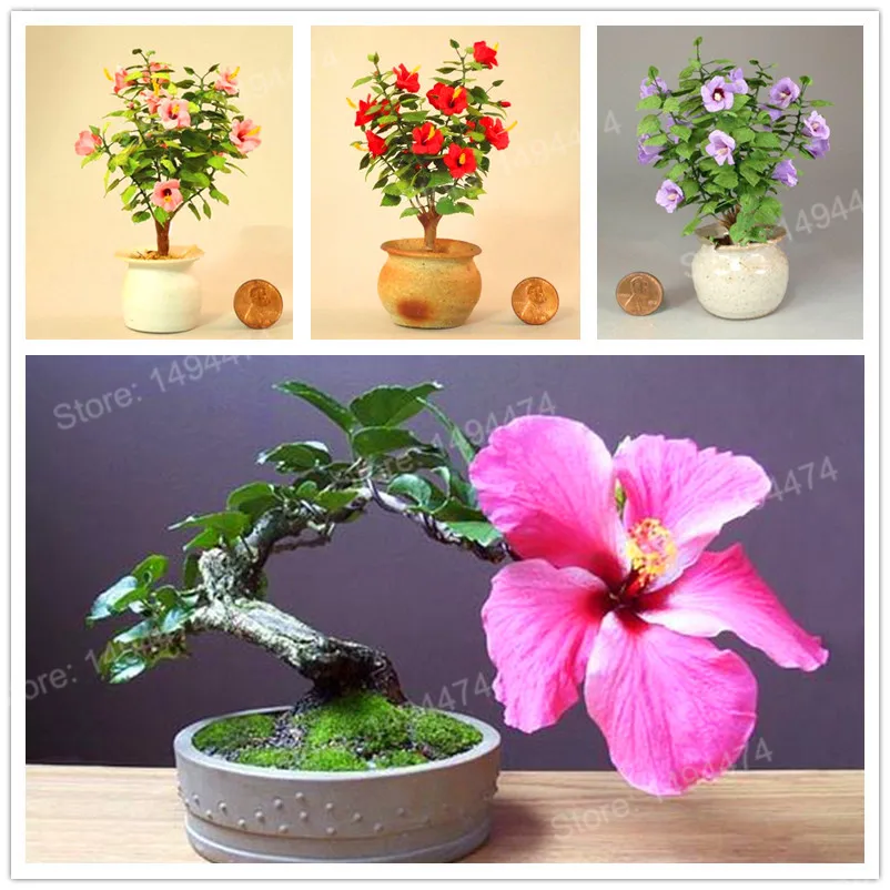 

100pcs/bag multi color flores Mini Hibiscus plantas beautiful flower plante Bonsai Hibiscus bonsai Mini Bonsai tree for Garden P