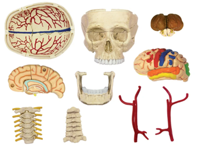 Череп 4d мастер головоломка Сборка игрушки человеческого тела орган анатомическая модель для медиков обучающая модель