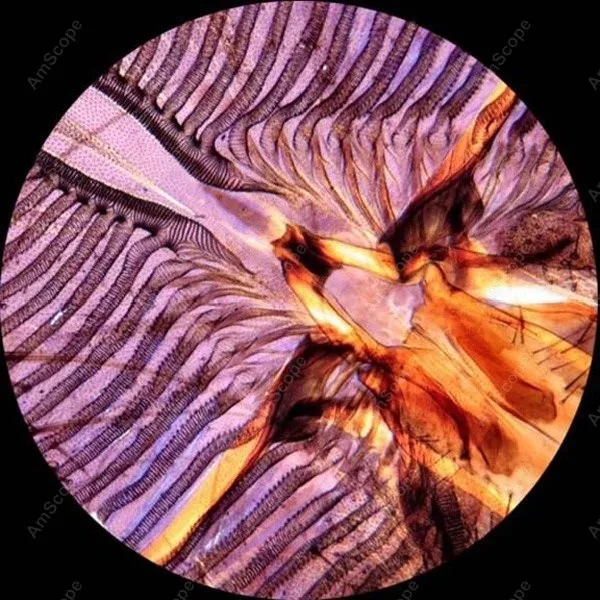 blowflyproboscis-microscope