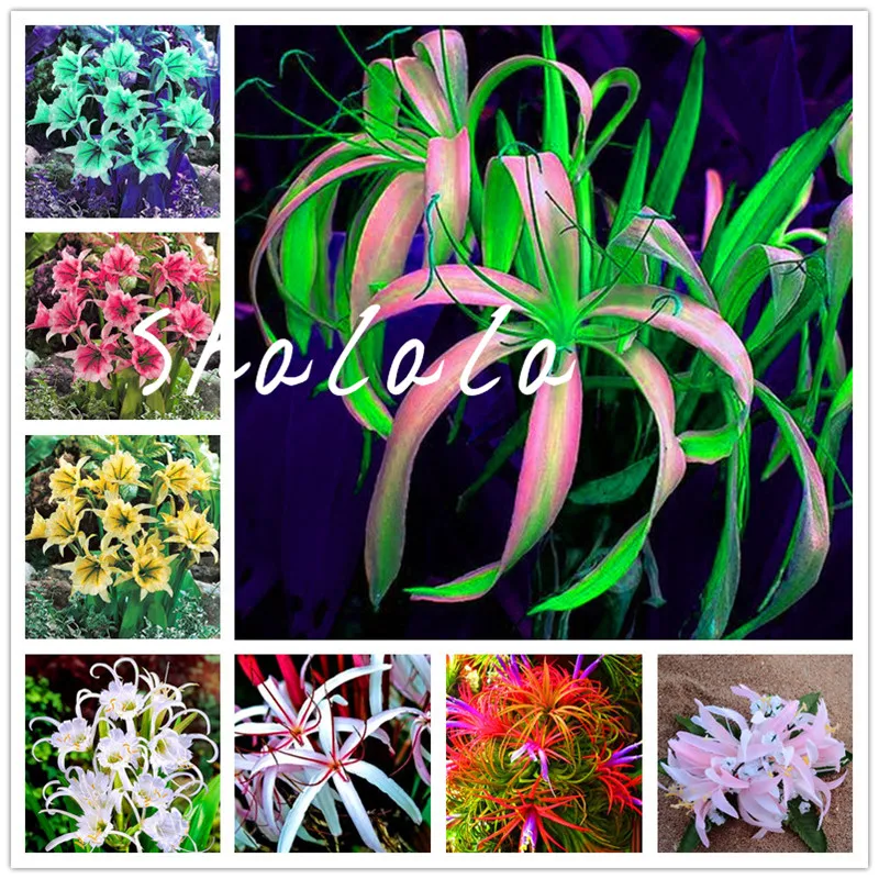 

100 pcs Spider Lily Bonsai Not Bulbs Exotic Bonsai Lilium Flower Potted Pleasant Fragrance Plant For Home & Garden Flower Pot