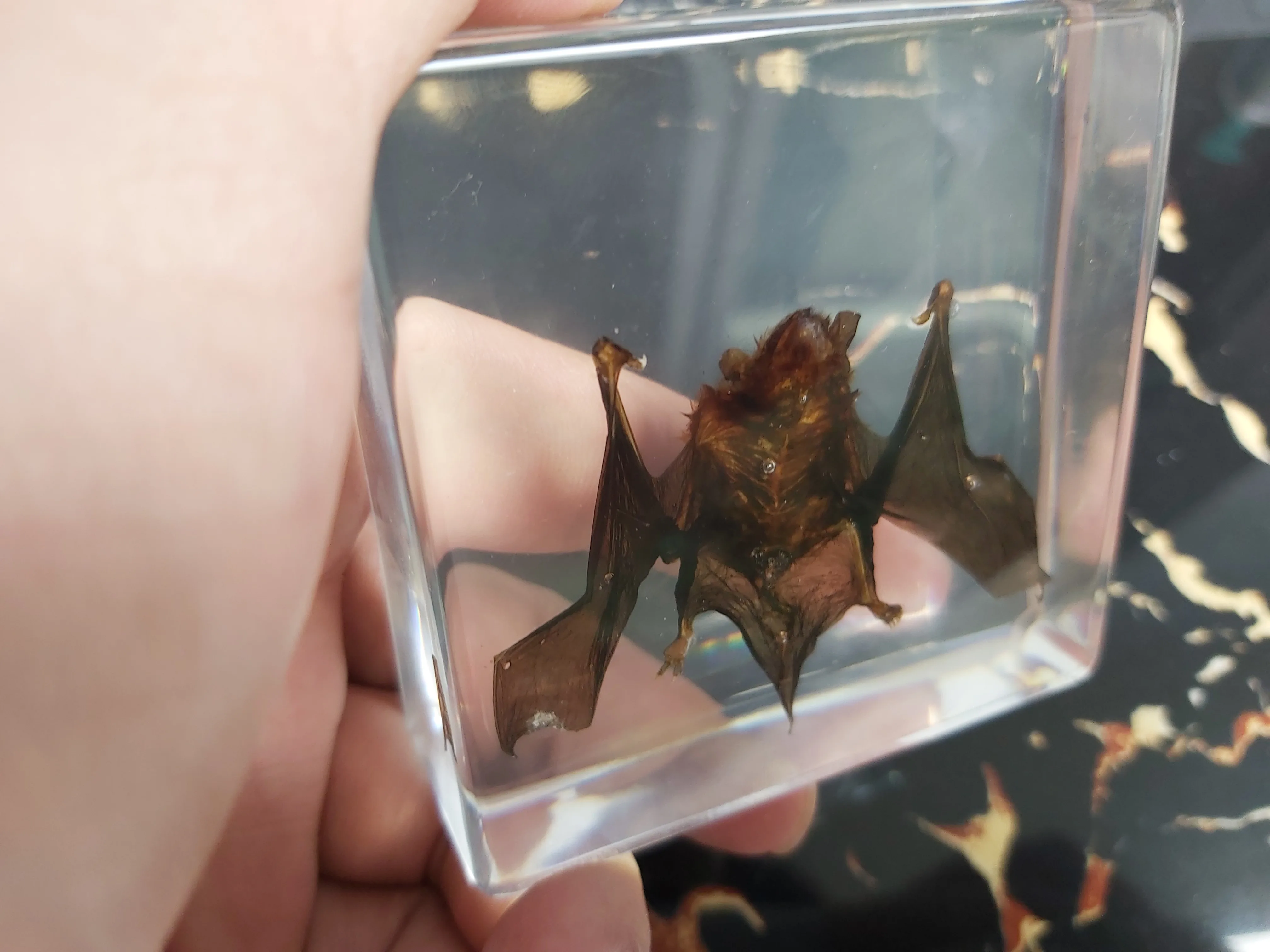 

Funny Real Bat Wall Art Framed Insect Display Real Resin embedding Natural Intermediate Animal Taxidermy oddies Kids gift Teach
