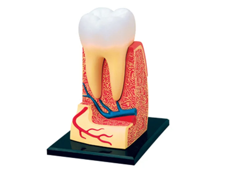 4d человеческие зубы Анатомия тройной корень молярная модель головоломка Сборка игрушки Skelekon медицинское учебное пособие лабораторное