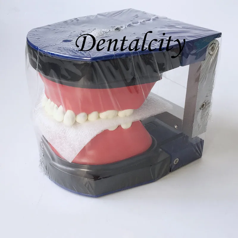 Alta Qualidade Dental Typodon Dentes Modelo - Ortodôntico Steelteeth M8017 19 High Quality Beleza e saúde