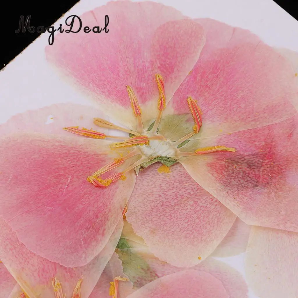 6x Natural Pressed Real Dried Flower Specimen for Jewelry Making Resin Casting DIY Craft Scrapbook Embellishment 4-7cm
