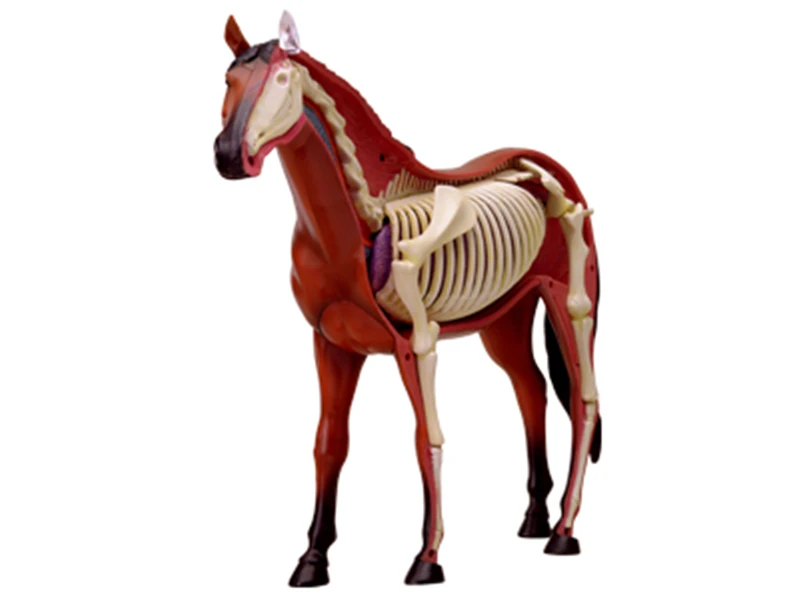 Лошадь 4d мастер-головоломка сборная игрушка животное биология орган анатомическая модель для медиков обучающая модель