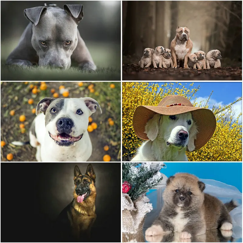 

Diamond embroidery dog full square rhinestone puzzle diy animal 5d diamond painting cross stitch crystal diamond mosaic pattern