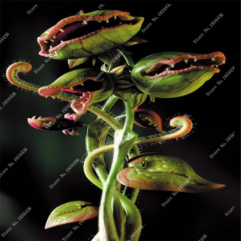 

100 Pcs Fly trap Bonsai Potted Dionaea Muscipula Plant Terrace Decor Garden Las Vegas Carnivorous for Flower Pot New Sale