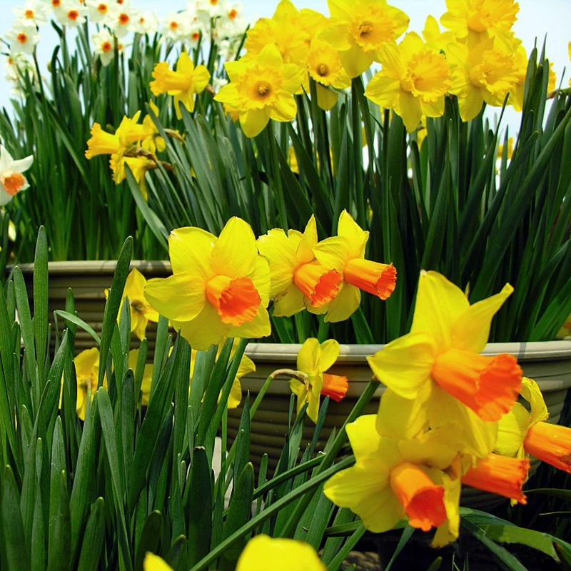 Buy 100 pcs Hot Sale Yellow Daffodils Perennial