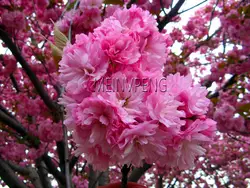 Подлинная! бонсай дерево японская Сакура редкие японские вишни цветет цветы в бонсай для Домашнего Цветоводства мини бонсай, 15 Флорес