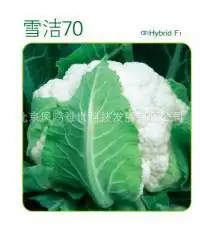 2018 Лидер продаж, специальное предложение, летняя Водолей исключены очень легко интерес Seiketsu цветная капуста бонсай полезный овощ 100 бонсай
