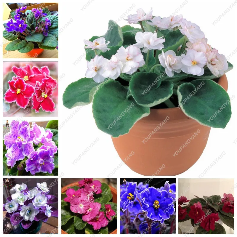 

100pcs Mini Bonsai Violet bonsai Rare African Flower Garden Potted Perennial Herb Indoor Plants Flowers Matthiola Incana