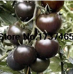 Томат Герцогиня Вкуса Характеристика Отзывы Фото