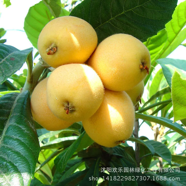 

Direct bonsai loquat loquat bonsai wooden five-star loquat fruit spot south high 1 pcss/Pack