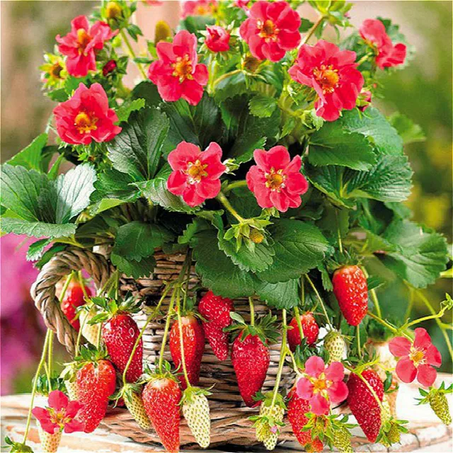 50 Seeds Pack Four Seasons Potted Strawberry Perennial Results Balcony Flower Of Fruits And