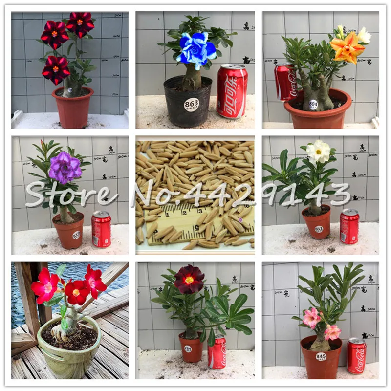 

100% True Adenium Obesum Bonsai Exotic Desert Rose Flowers Balcony Desert-Rose Bonsai MultiColor Petals Succulents Tree 1 Pcs