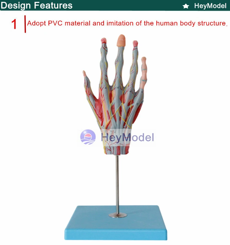 HeyModel мышечная рука прикреплена к основной сосудистой модели нерва