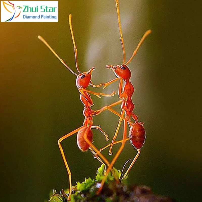 82ca81e4ad2527fc4d8d3c1f62efa859--wildlife-photography-color-photography