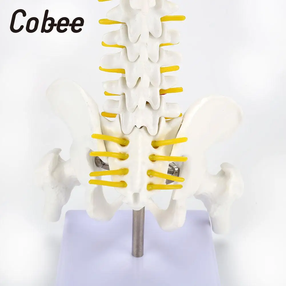 Позвоночника анатомическая модель ПВХ позвоночник человека модель врач позвоночника модели