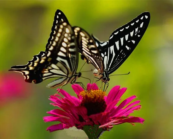 فراشة على زهرة Diy الماس اللوحة عبر غرزة التطريز الديكور ساحة الفسيفساء اليدوية الجدار لوحات Butterfly Sleeve Butterfly Bedsheetspainting Aliexpress