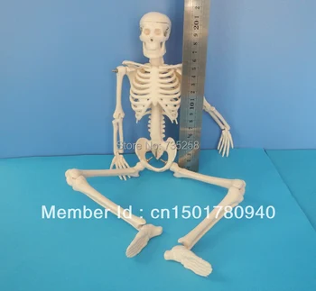 

45CM Mini Skeleton,human Skeleton Model,Mini Skeleton Model