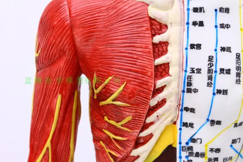 Тело модель точечной акупунктуры рефлекторная зона Меридиан Массаж, акупунктура, половина кожи и половина мышц Анатомия 60 см