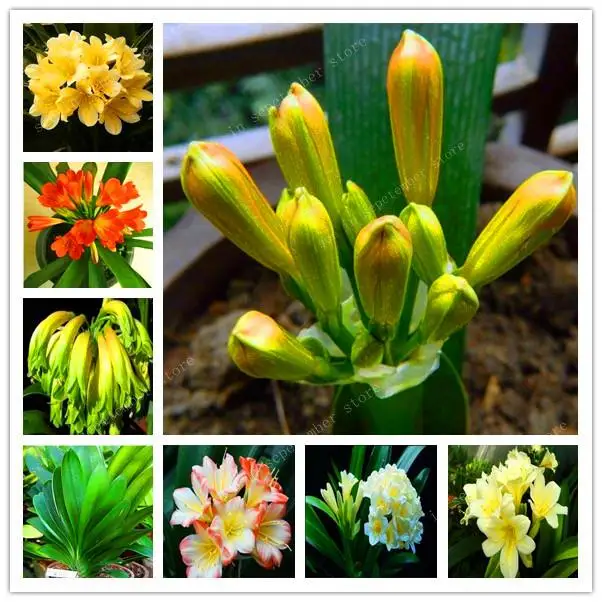 

Hot Sale 300 Pcs Clivia Miniata plant Gorgeous Bonsai Rare Bush lily Flower Bonsai DIY Home Garden With High Ornamental Value