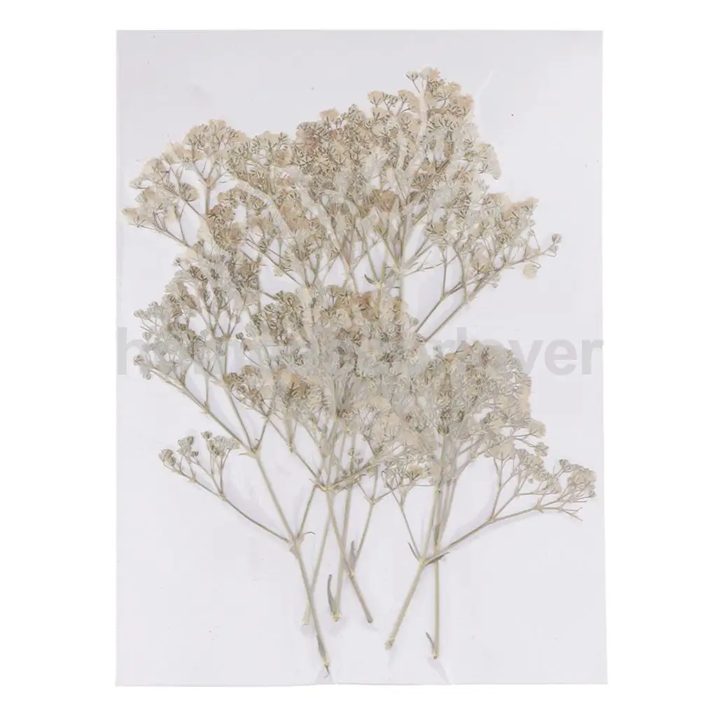 12pcs Pressed Real Dried Flowers Babysbreath for DIY Art Craft Scrapbooking 12pcs Pressed Real Dried Flowers Babysbreath for DIY Art Craft Scrapbooking