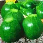 

Bizhu squash bonsais selling organic vegetable bonsai 5pcs